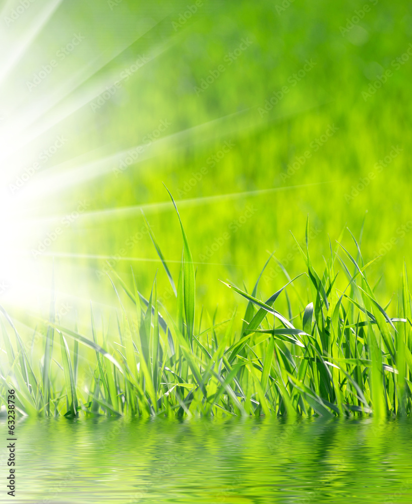 Obraz premium grass background