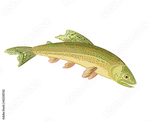 American brook trout (Salvelinus fontinalis)