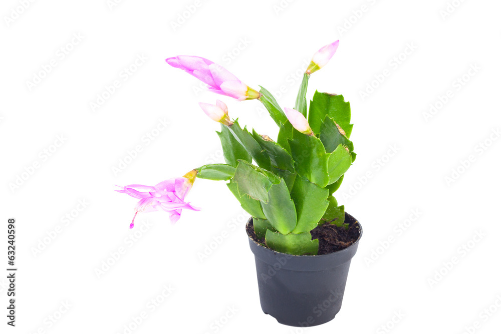 Obraz premium Schlumbergera in pot