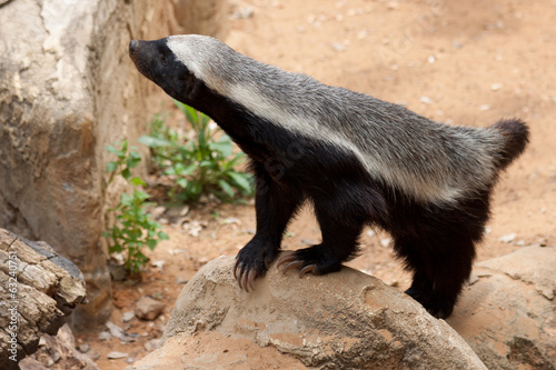 Fotografie Honey badger