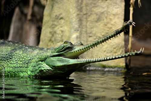 Gavialis gangeticus in Prague ZOO photo