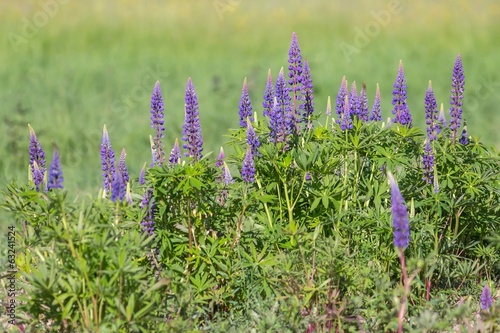 Blaue Lupinen / blue lupines photo