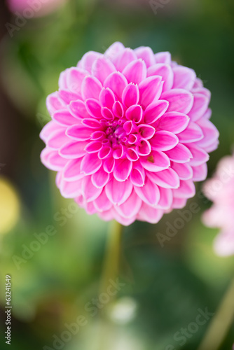 Fototapeta Naklejka Na Ścianę i Meble -  Close up of Pink Dahlia flowers on blurry background