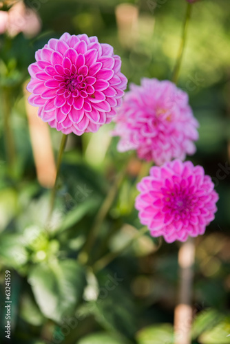 Close up of Pink Dahlia flowers on blurry background