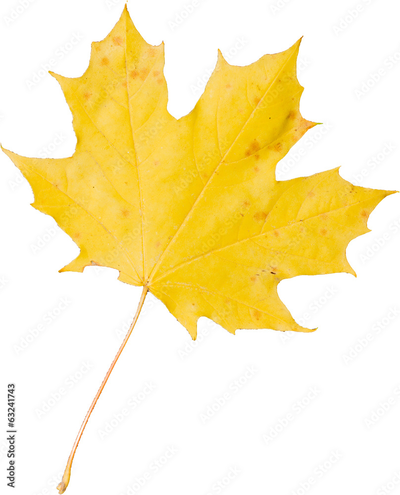 Obraz premium Colorful leaf