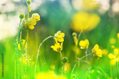 Fototapeta Naklejka Na Ścianę i Meble -  Summer meadow
