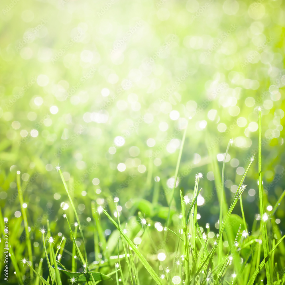 Fototapeta premium Fresh green grass with dew