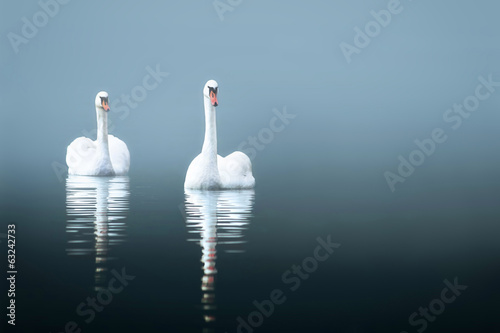 Swans in the misty lake photo