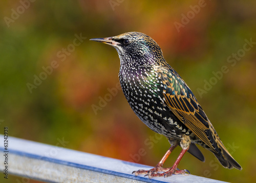 Starling  (Sturnus vulgaris) photo