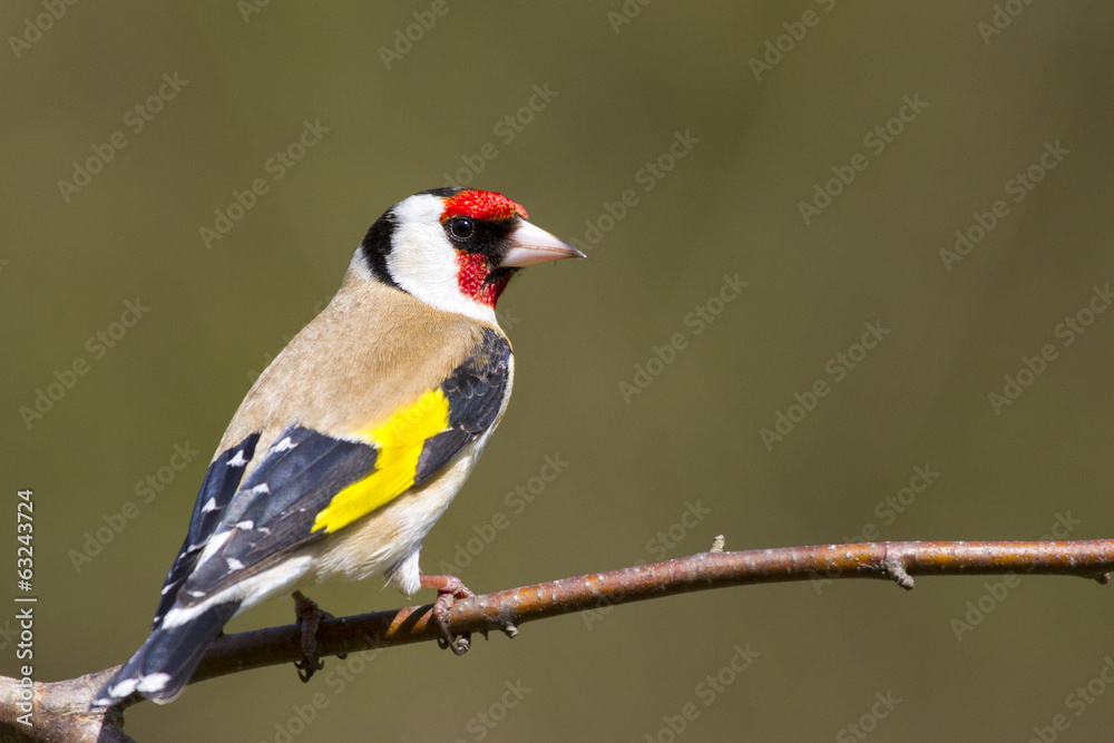 Goldfinch (Carduelis-carduelis) - obrazy, fototapety, plakaty 