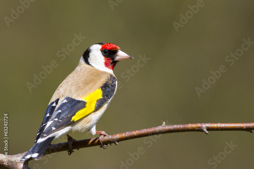 Fotografie, Tablou Goldfinch (Carduelis-carduelis)