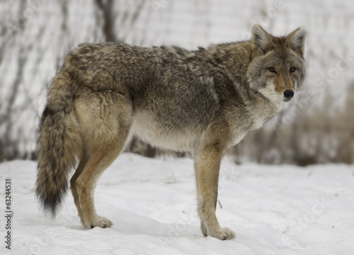 Winter Coyote © Riverwalker