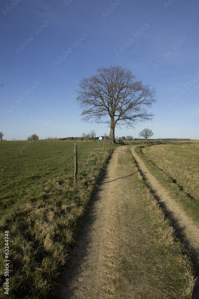Wanderweg mit Baum unbearbeitet Wanderweg mit Baum unbearbeitet