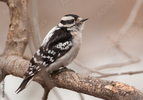 Female Downy Woodpecker photo