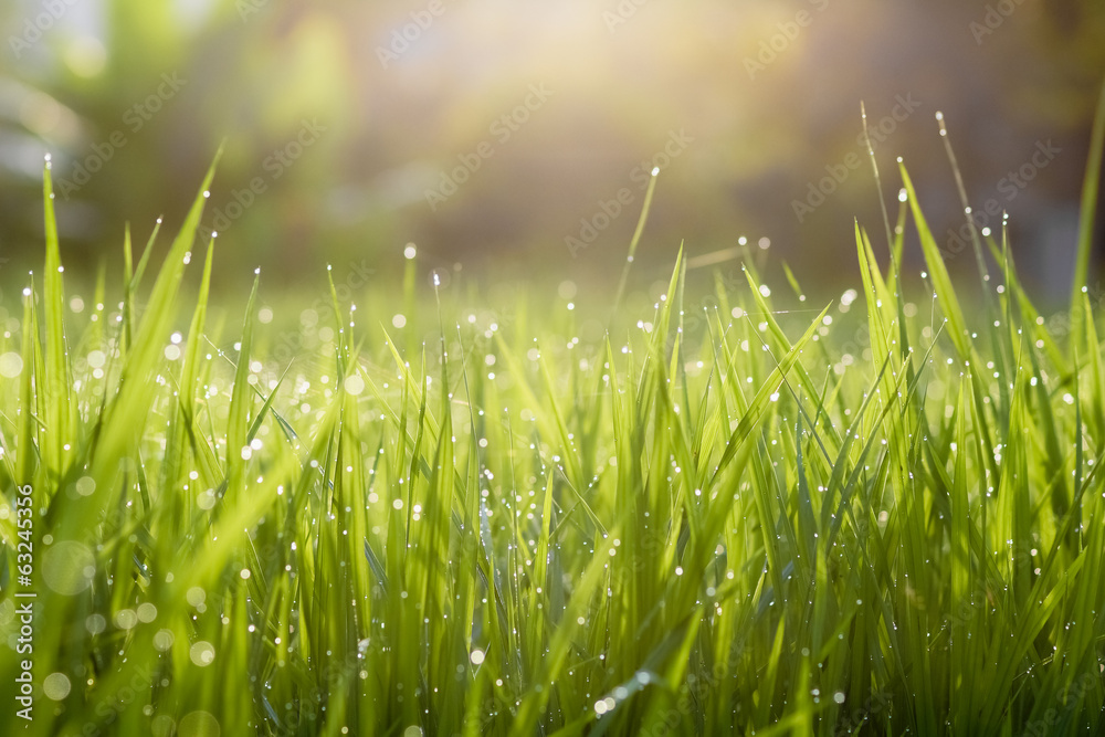 Naklejka premium morning Light