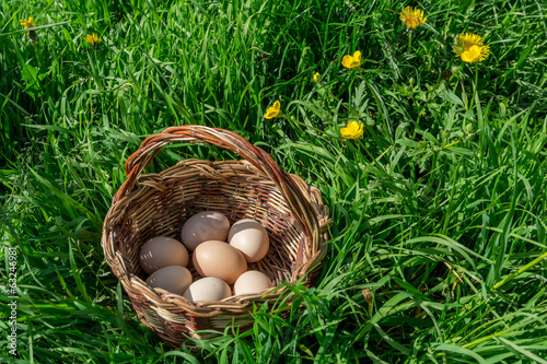 fresh eggs photo