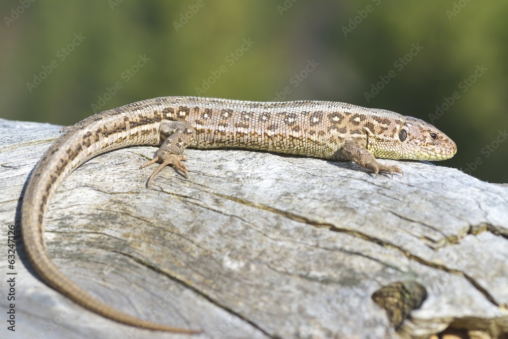 Fototapeta premium Common Lizard, Lacerta vivipara