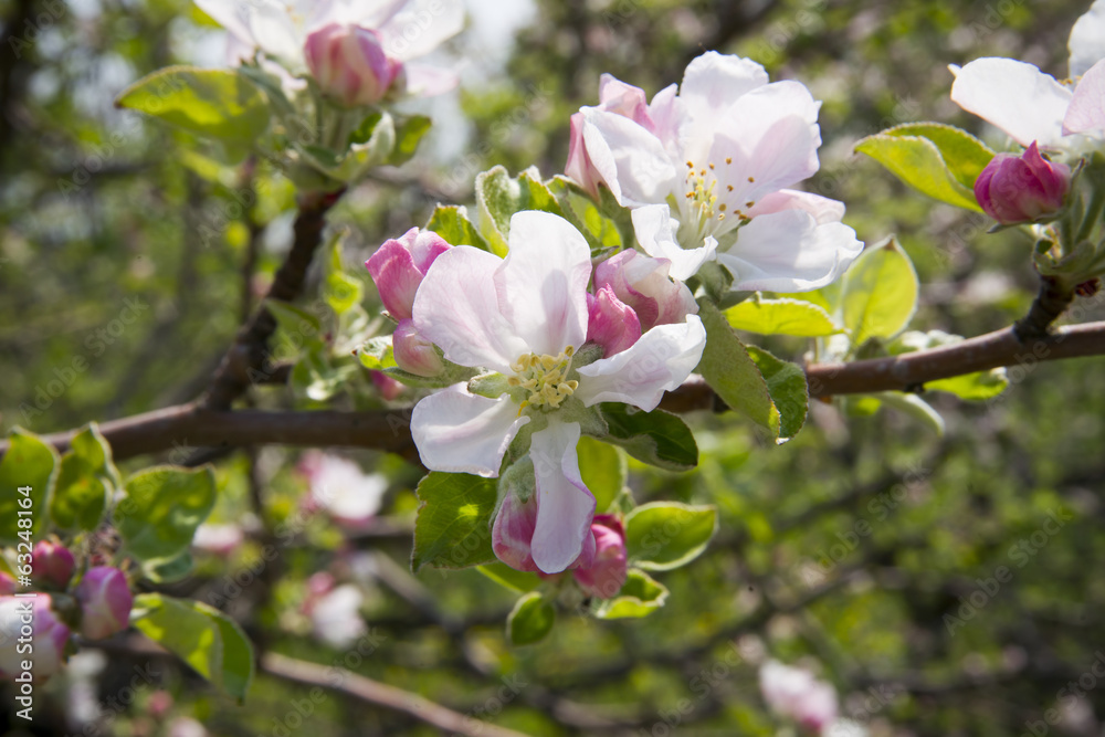 Obraz premium Apple blossom