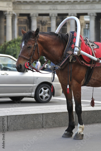 Horse riding in a city