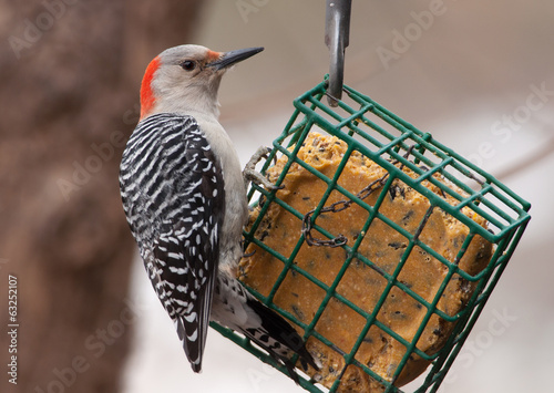Red-belllied Woodpecker