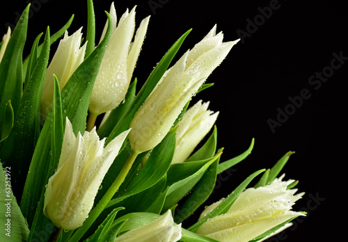 Fototapeta Naklejka Na Ścianę i Meble -  Białe tulipany