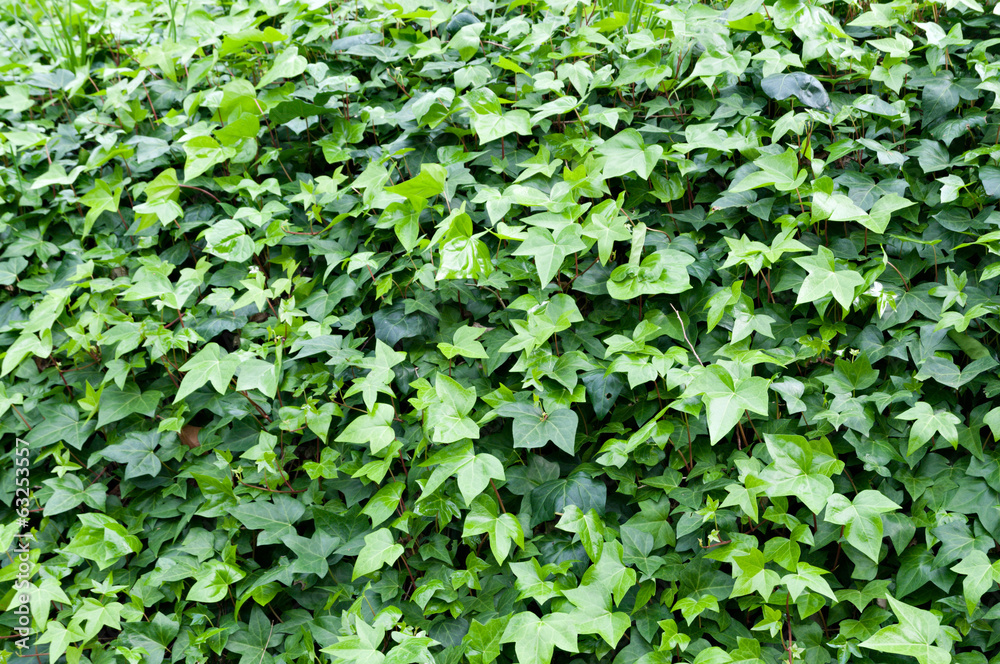 Ivy Plant Ivy Plant