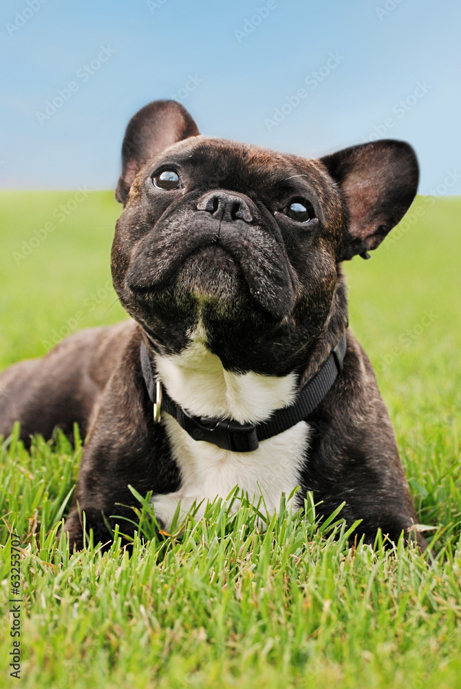 French Bulldog laying in the grass