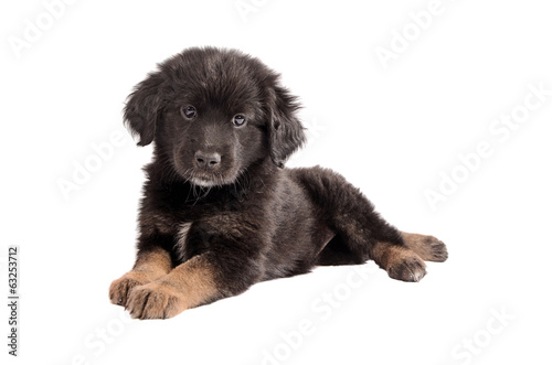 Adorable black and brown fluffy puppy on white