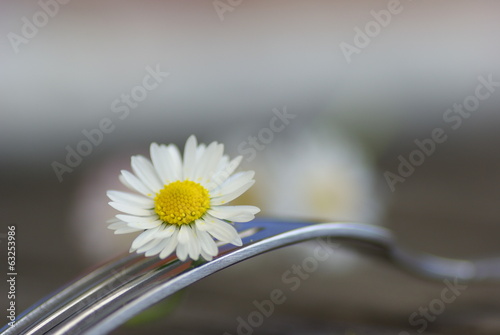 Gabel mit Gänseblümchen photo