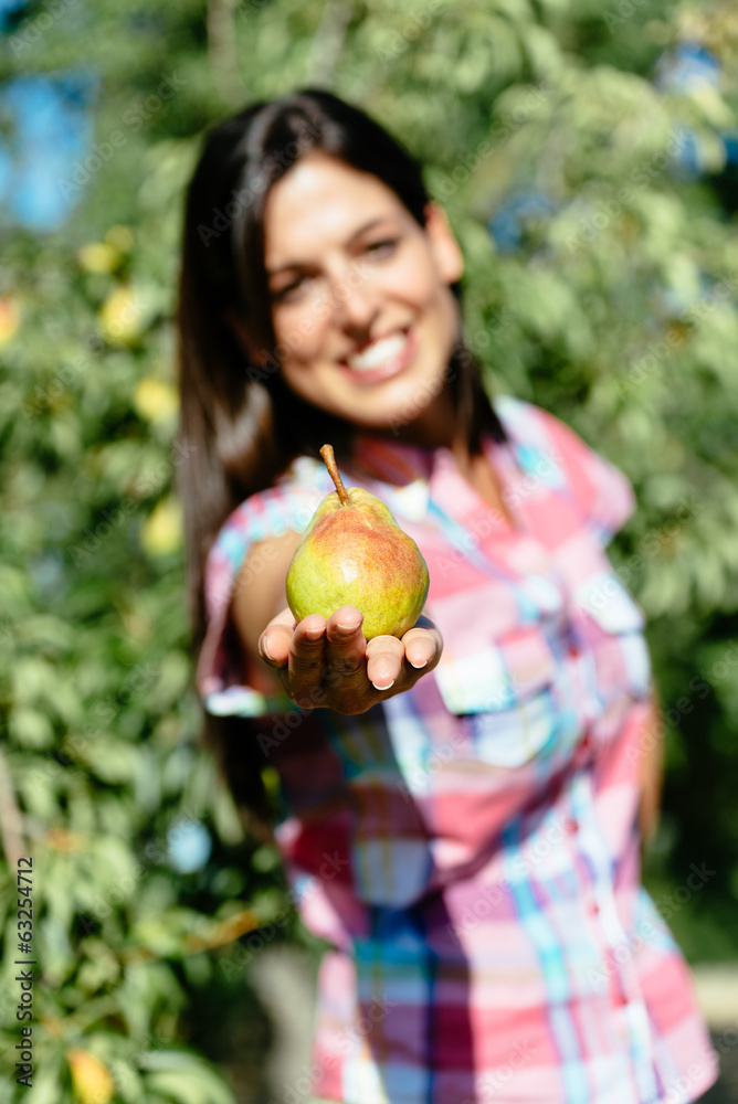 Female farmer harvesting pear fruit Female farmer harvesting pear fruit
