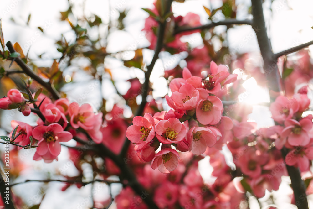 Spring Blossoms Spring Blossoms
