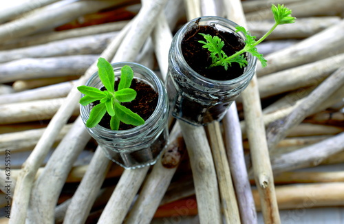 Obraz na plátne Sticks and herbage