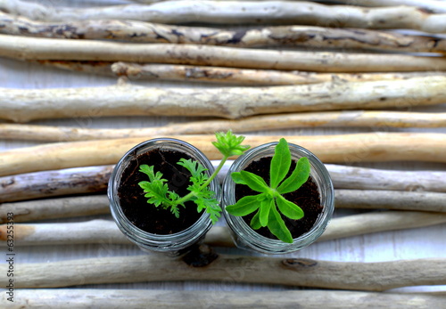 Foto Jars with herbage
