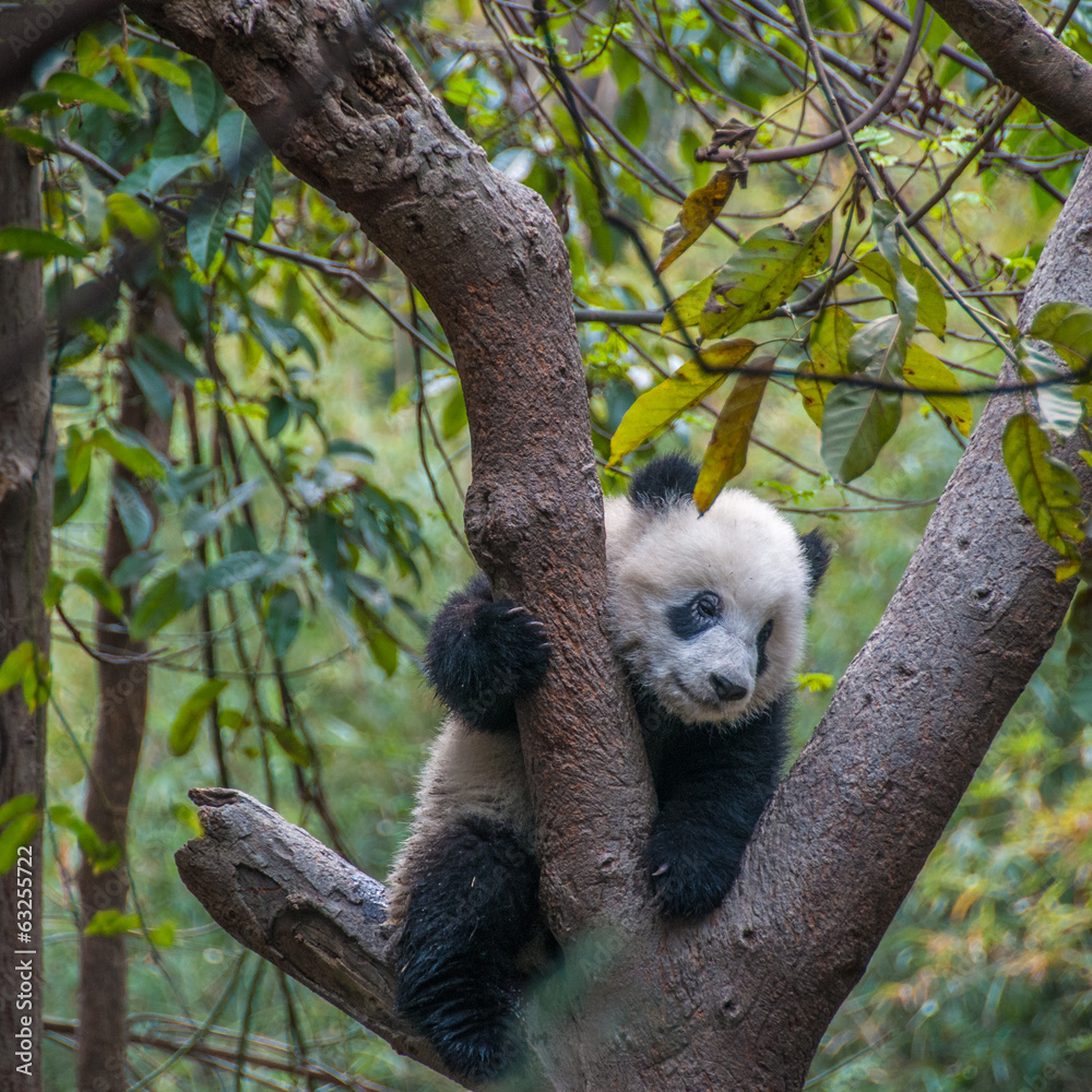 Naklejka premium Giant Panda
