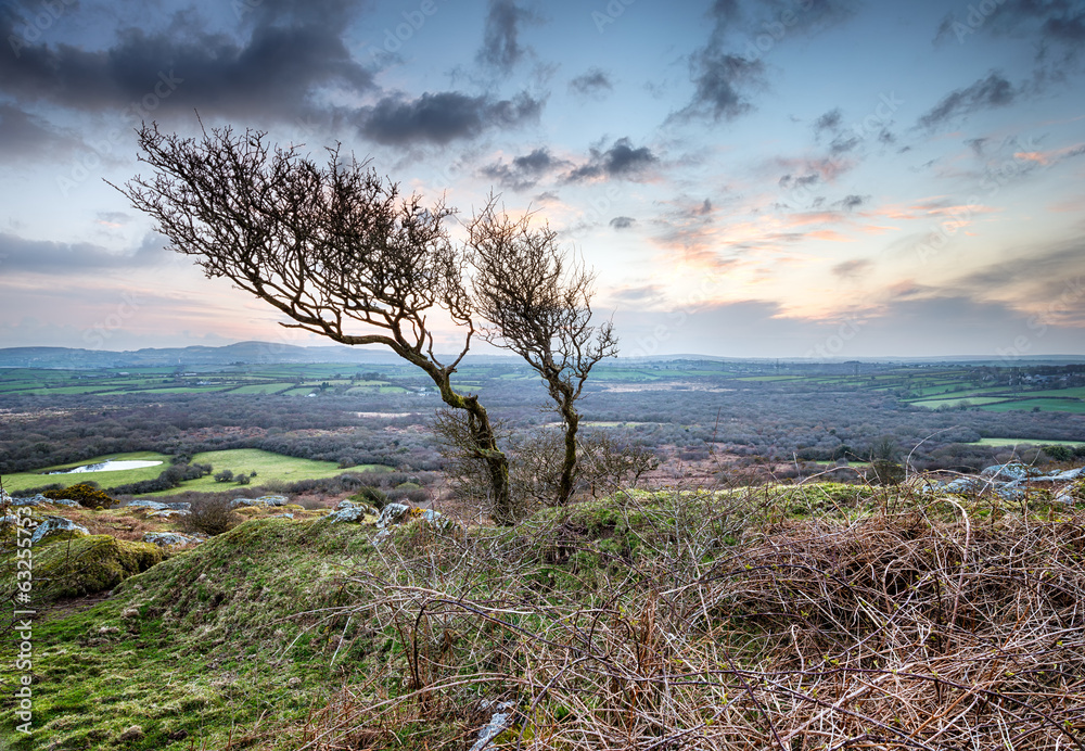 Obraz premium Windswept Tree