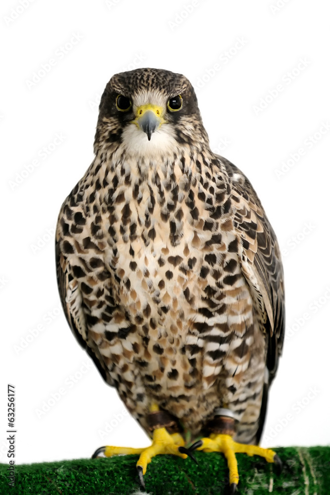 Fototapeta premium A Peregrine Falcon poses for the camera