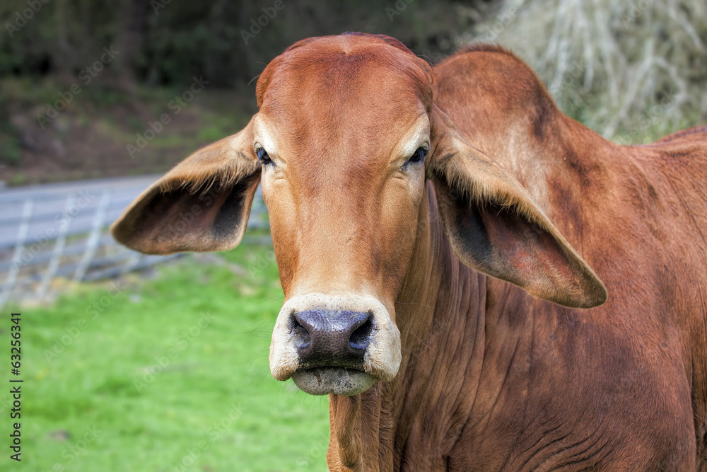 Brahman Cow Closeup Portrait Brahman Cow Closeup Portrait