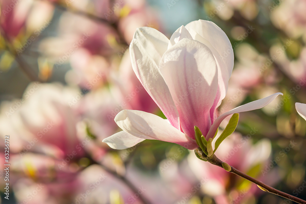 Naklejka premium magnolia flowers on a blury background