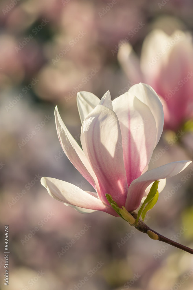 Fototapeta premium magnolia flowers on a blury background