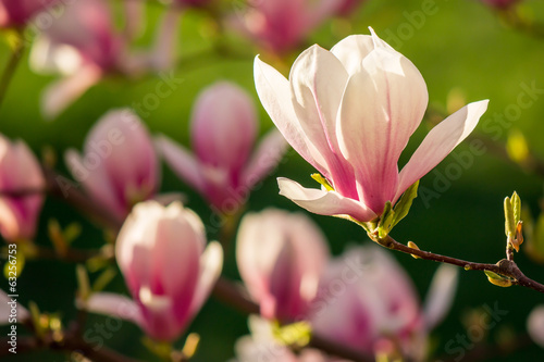 magnolia flowers on a blury background