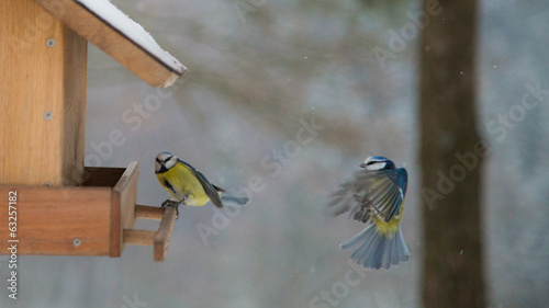 Beim Vogelhaus
