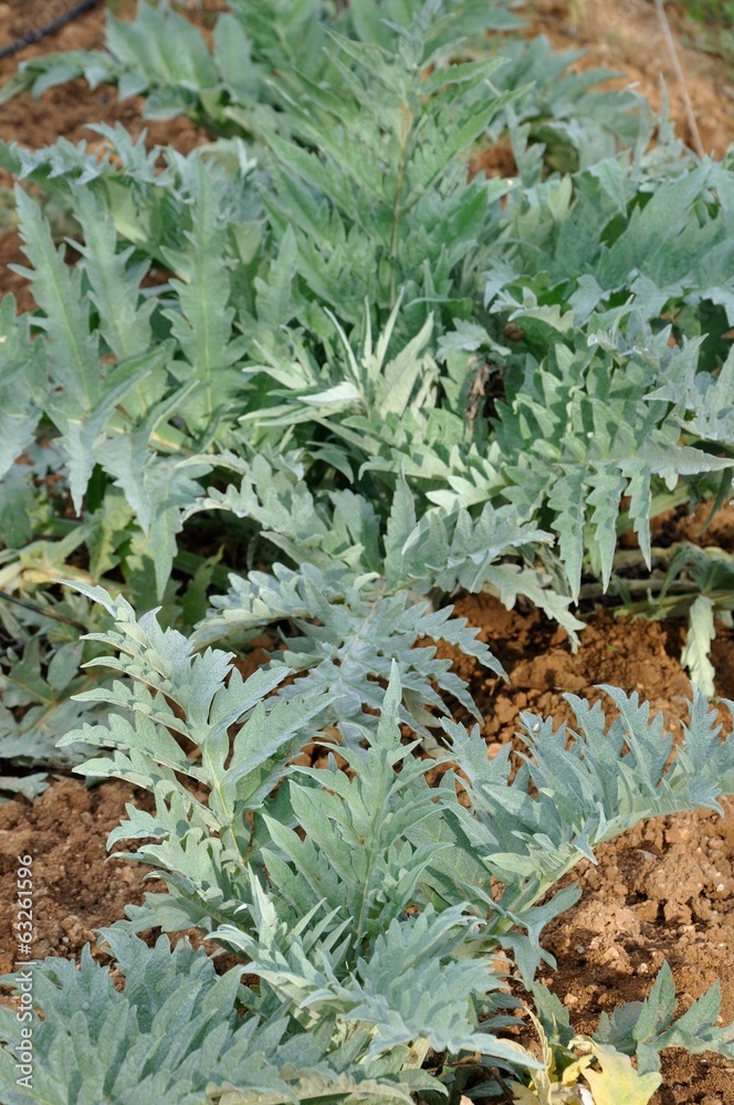 jardinage jardinage