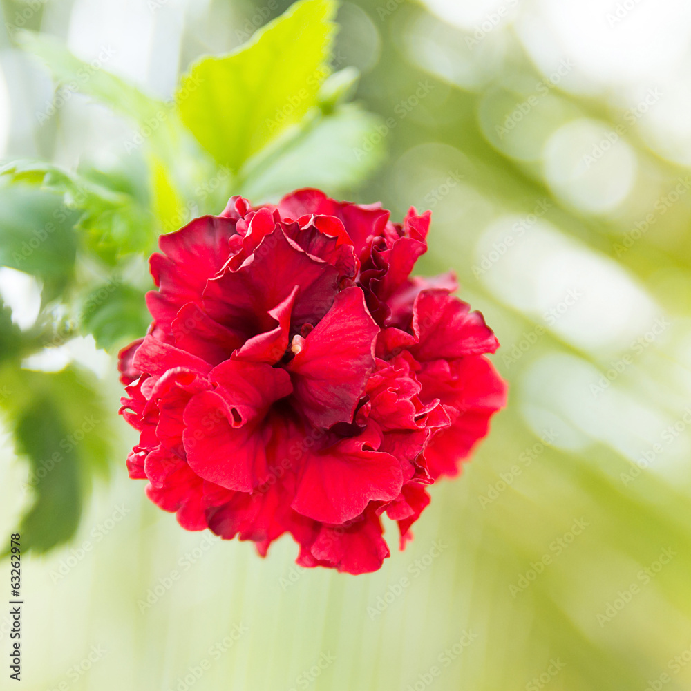 Red  hibiscus flower.
