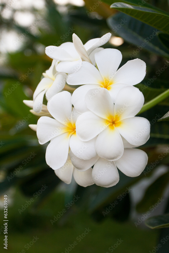 flower of Frangipani or Plumeria or Templetree flower of Frangipani or Plumeria or Templetree