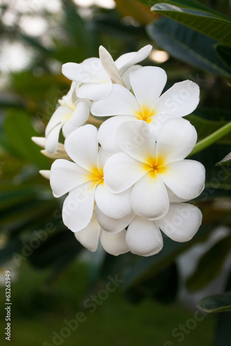 flower of Frangipani or Plumeria or Templetree