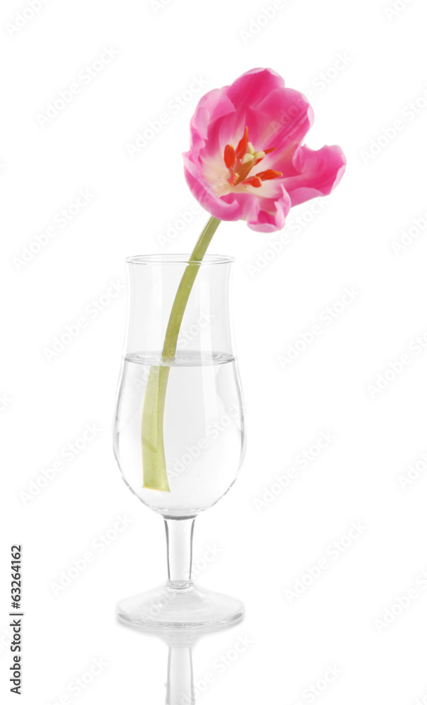 Pink tulip in glass of water isolated on white Pink tulip in glass of water isolated on white