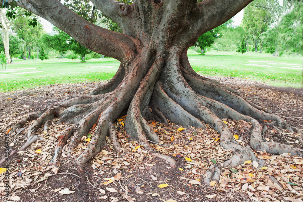 Obraz premium big tree roots