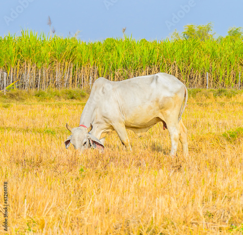 Fototapeta Naklejka Na Ścianę i Meble -  Cow on field