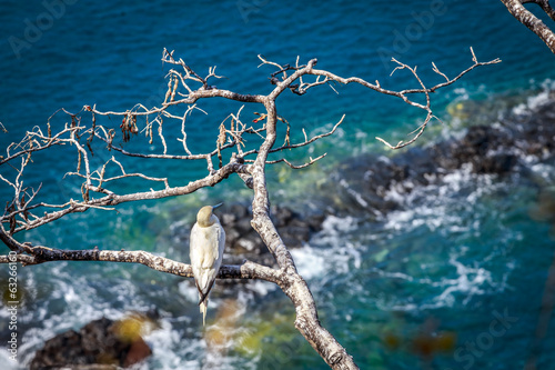 Sea birds of Fernando de Noronha