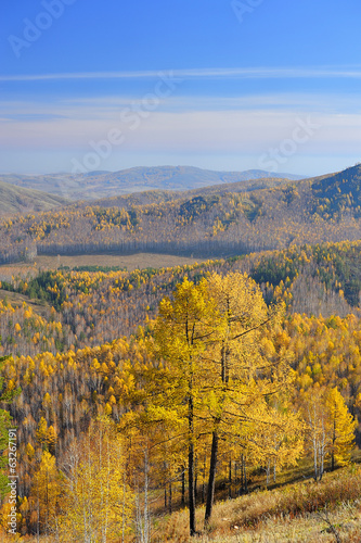 View from mountaintop on golden larchs and valley photo
